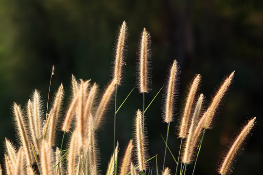 reeds against sun light.
