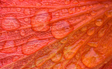 Pétala de hibisco com gotas de chuva.