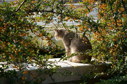 Gatto in natura a caccia di prede 
