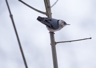 White Breasted Nuthatch (Sitta carolinensis)