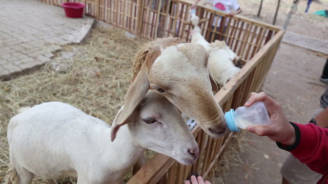 Feeding cute sheep with milk