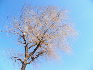 Fototapeta premium 春のヤナギ