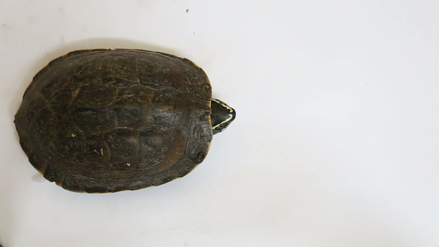 Turtle on white floor background