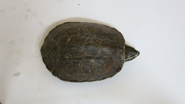 Turtle on white floor background