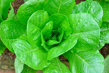 Vegetable salad in soil growing in the garden