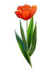 Red tulip isolated on white background. Digital illustration. Beautiful single flower for different art design.