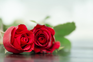 Beautiful red rose, Valentine day