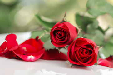 Beautiful red rose, Valentine day