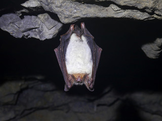 Bat in the cave to the stone trailer