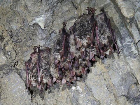 Groups of sleeping bats in cave