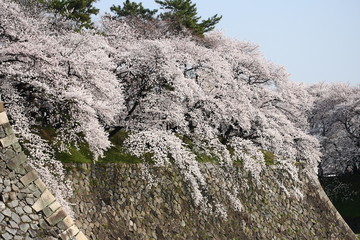 青空と満開の桜と名古屋城のお堀
