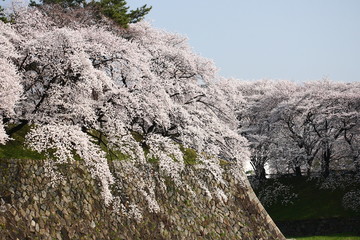 青空と満開の桜と名古屋城のお堀
