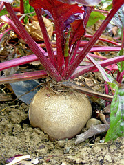 red beet in vegetable garden/photography with scene rising red beet in vegetable garden