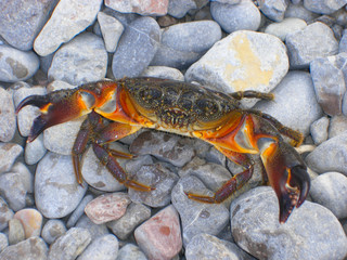 The brown crab walks on a pebble beach