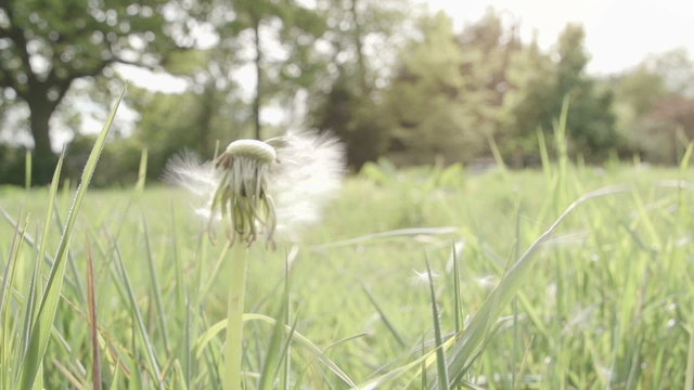 A mature dandelion with dock leaves ready for germination shot in super slow-motion at 240fps.