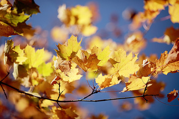 Naklejka na ściany i meble yellow maple leaves against the blue sky