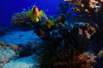 Naklejka na ściany i meble Underwater tropical sea view