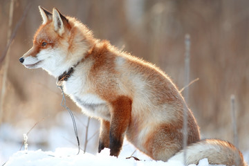 red fox in winter forest Pretty