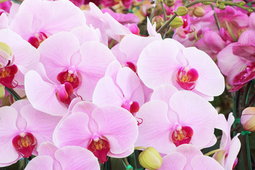 Fototapeta na wymiar pink orchid bouquet of flowers orchids background.