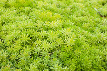 Green plant leaf texture background