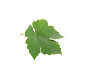 Grape leaf isolated on the white background