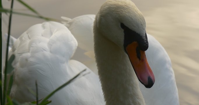 White Swan Close Up Orange Beak Feathers Wings Bird is Turning Floating at The Lake Sky Reflection in the Water Bird Among Green Reed