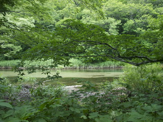 奥入瀬渓流 子ノ口