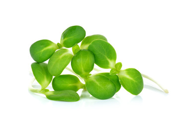 sunflower sprouts isolated on the white background
