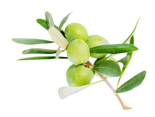 closeup of green branch olive tree with berries is isolated on w