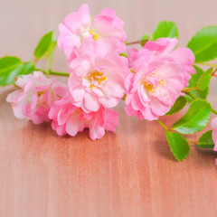beautiful soft pink rose on wooden background, closeup