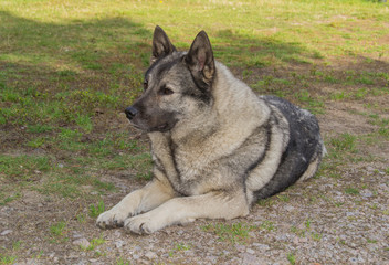 Norwegian Elkhound gray lying on the ground