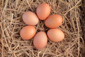 fresh eggs in a nest