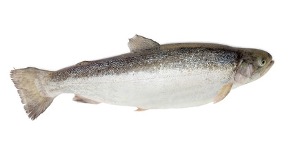 Rainbow trout on a light background