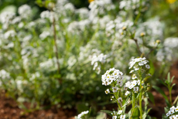 background Rose garden in the daytime