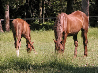 Obraz na płótnie Canvas Horses feeding in a field