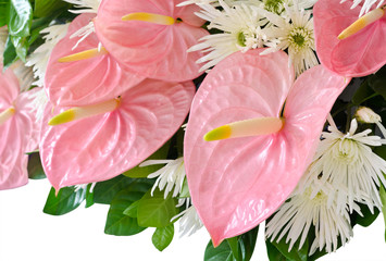 Pink anthurium flower (Flamingo flowers) decoration - obrazy, fototapety, plakaty
