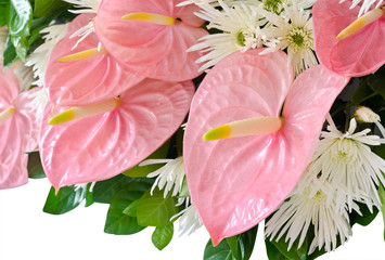 Pink anthurium flower (Flamingo flowers) decoration