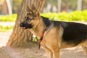 Funny German shepherd portrait with the tongue out.
