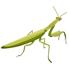 illustration of Mantis on a white background