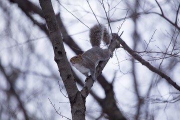 Grey Squirrel (Sciurus carolinensis)