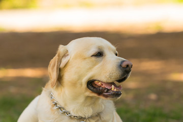 Labrador dog portrait at a park. A detailed close up look.
