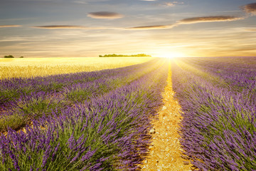 Sunset on lavender and wheat fields