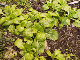 Growing cabbage field