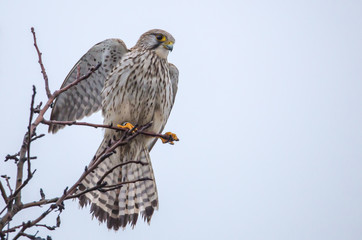 Turmfalke auf einem Apfelbaum