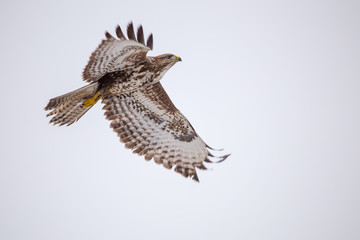 fliegender Bussard