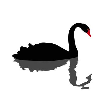 illustration of black swan swimming