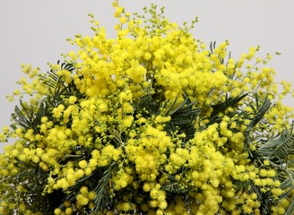 mimosa d'hiver, acacia dealbata