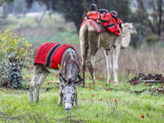 A donkey in harness and red blanket on green glade with anemones
