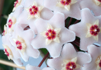 Macro of wax plant  flower