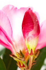 Unblown bud pink oleander